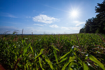 agricultural field on which green corn grows