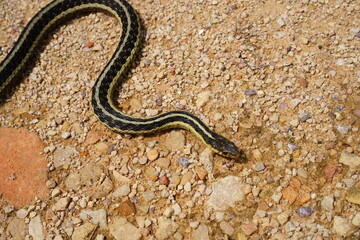Garter Snake roaming around on the ground