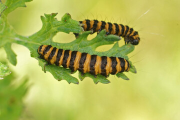 Closeup on the colorful cinnabar moth caterpillar ,Tyria jacobaeae, sitting on her host plant , Tanacetum vulgare