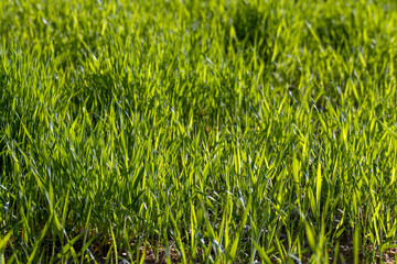 agricultural field where green unripe wheat grows