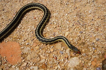 Garter Snake roaming around on the ground