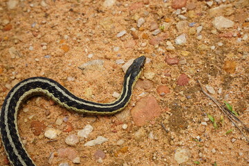 Garter Snake roaming around on the ground