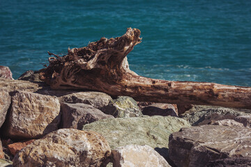 Fototapeta na wymiar Marine motifs. An old dead tree on the beach on the mediteranian sea coast. The beach with large rocks. The rocky seashore of Genoa, Italy. Blue sea.
