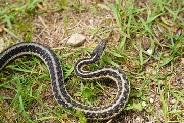 Garter Snake roaming around on the ground
