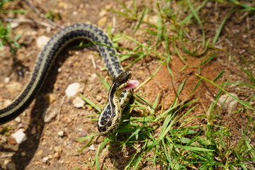 Garter Snake roaming around on the ground