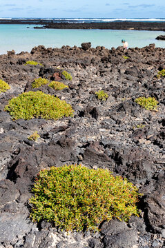 Scogli e spiaggia tropicale ad Orzola, Lanzarote.