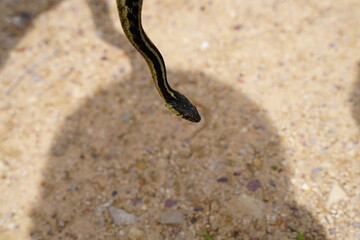 Garter Snake roaming around on the ground