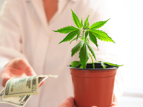 woman holding a plant cannabis . shop sales marijuana 