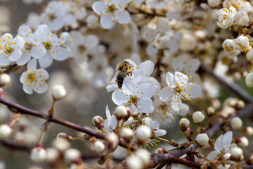 cherry bushes blooming in the spring season in the orchard