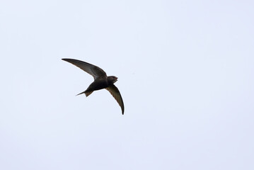 Common swift bird in flight catching insect (Apus apus)