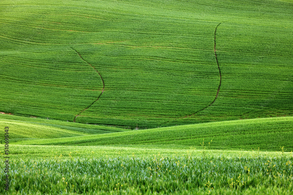 Wall mural summer abstract rural landscape of rolling hills in tuscany, italy, europe