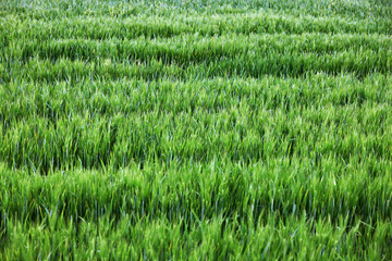 Typical summer landscape in Tuscany, Italy, Europe	
