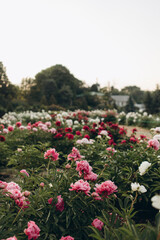 Fototapeta na wymiar blooming peonies park. field of colorful peonies. garden of pink, red and white peonies. bushes with roses
