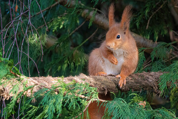 squirrel in the forest