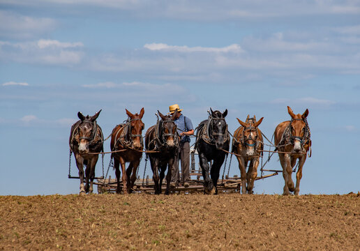 Amish Farmer Breaking Ground Up after Plowing