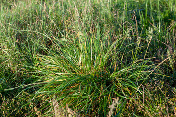 part of the field where green grass grows