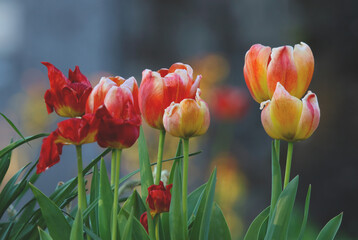 tulipes