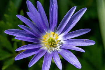 Close up of a Balakn anemone (anemonoides blanda) flower in bloom