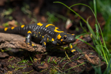 Salamander