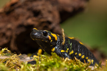 Salamander