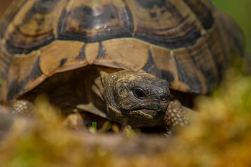Turtle in the grass,