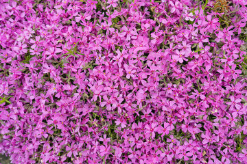 Many beautiful pink phlox. Flowering mountain moss.