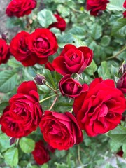 bouquet of red roses