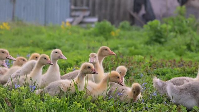 Little ducklings are resting on a green meadow in the sun. A flock of small ducklings chicks lies in the green grass. Farm, poultry farming. FullHD