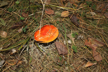 Fly agaric mushroom in the forest closeup