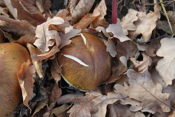 White mushrooms in dry foliage in the autumn forest close-up.