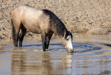 Wild horse Drinking at a Desert Waterhole in Utah