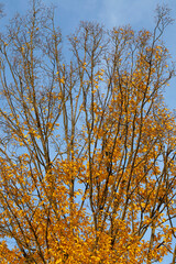 yellowed maple foliage on trees in the autumn season