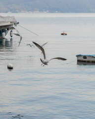 seagulls in the sea