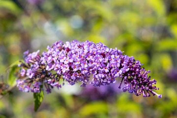 Close up on the inflorescence of a Buddleja davidii plant. It's also called summer lilac or butterfly-bush. This cultivar is the Buddleja davidii &ldquo;Border Beauty&rdquo;.