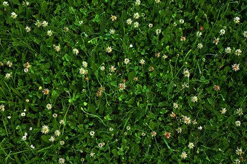 Tekstura trawy z kilkoma białymi kwiatkami. - obrazy, fototapety, plakaty