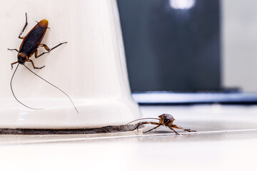 red homemade cockroach inside the bathroom, crawling on the floor. Insect infestation indoors, lack...