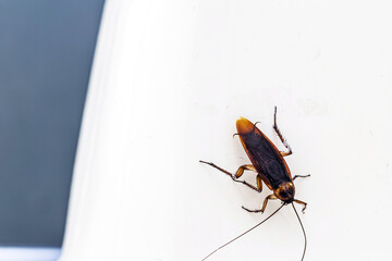 red homemade cockroach inside the bathroom, crawling on the floor. Insect infestation indoors, lack...