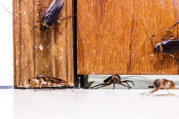 many cockroaches entering the house under the door, insects invading the house through the crack in the door