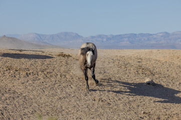 Naklejka premium Beautiful Wild Horse in Spring in the Utah Desert