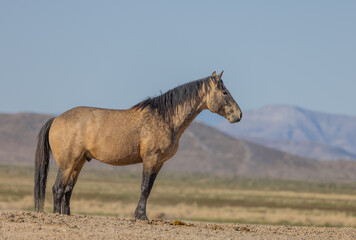 Beautiful Wild Horse in Spring in the Utah Desert
