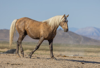 Obraz na płótnie Canvas Beautiful Wild Horse in Spring in the Utah Desert