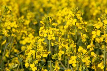 Fototapeta premium agricultural field where rapeseed is grown