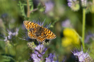 Beautiful butterfly on a flower