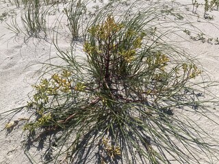 Plants in the dunes