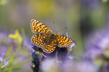 Beautiful butterfly on a flower