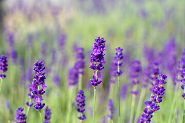 blühender Lavendel mit unscharfen Hintergrund.
