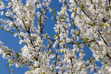 blooming in the springtime of the year fruit trees in the garden