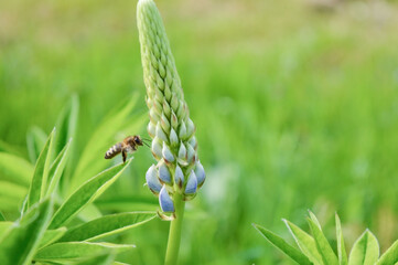 Fototapeta premium Lupines with bees on a high alpine meadow