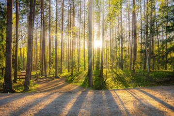 Beautiful forest in spring with bright sun shining through the trees. Scenic forest of fresh green deciduous trees framed by leaves, with the sun casting its warm rays through the foliage