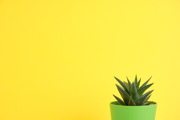 Houseplant against a bright wall. The concept of biophilia in the interior. Succulent in a pot on a colored background with copyspace